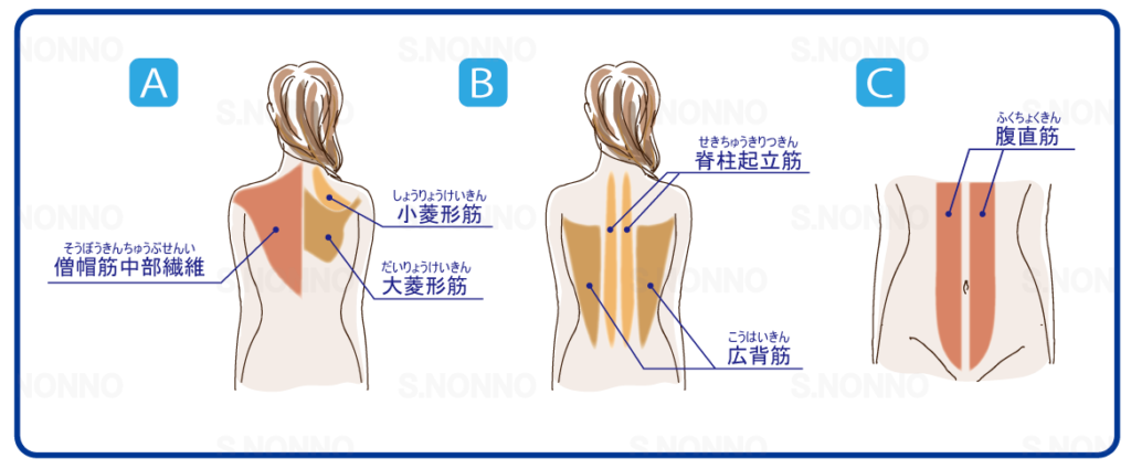 背筋と腹筋の図